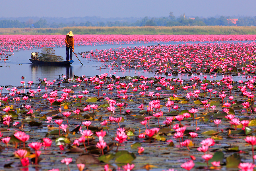 ทะเลบัวแดง บึงหนองหาน กุมภวาปี ยามเช้าในช่วงฤดูดอกบัวบาน (ภาพ: Wikimedia Commons)